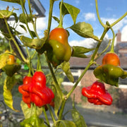 Aka Chapeau Pepper Seeds