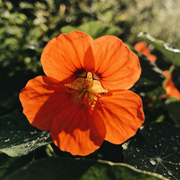 Nasturtium Seeds – Tropaeolum majus