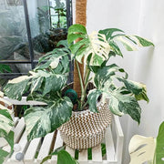 Monstera Seeds, Monstera borsigiana