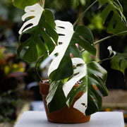 Monstera Seeds, Monstera borsigiana