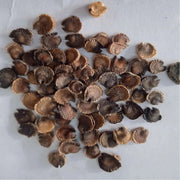 Alcea Rosea Hollyhock Seeds