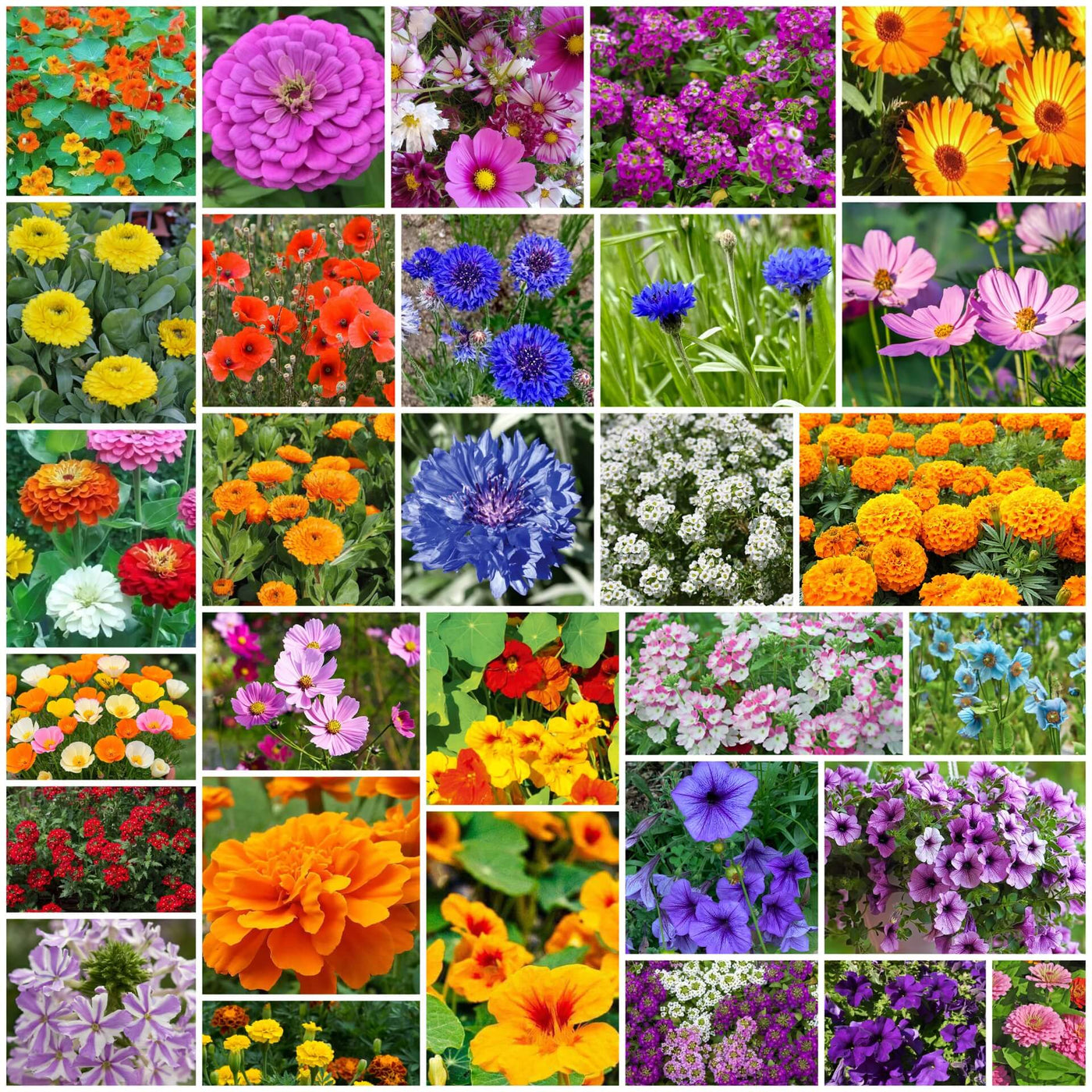All Season Flower Seed Pack