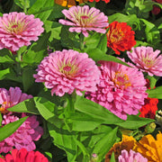 All Season Flower Seed Pack