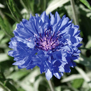 All Season Flower Seed Pack