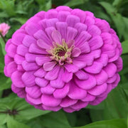 All Season Flower Seed Pack