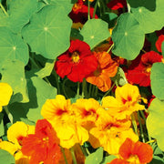 All Season Flower Seed Pack