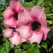 Violacea Allamanda Seeds