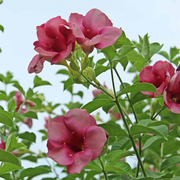 Blanchetii Allamanda Seeds