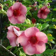 Blanchetii Allamanda Seeds