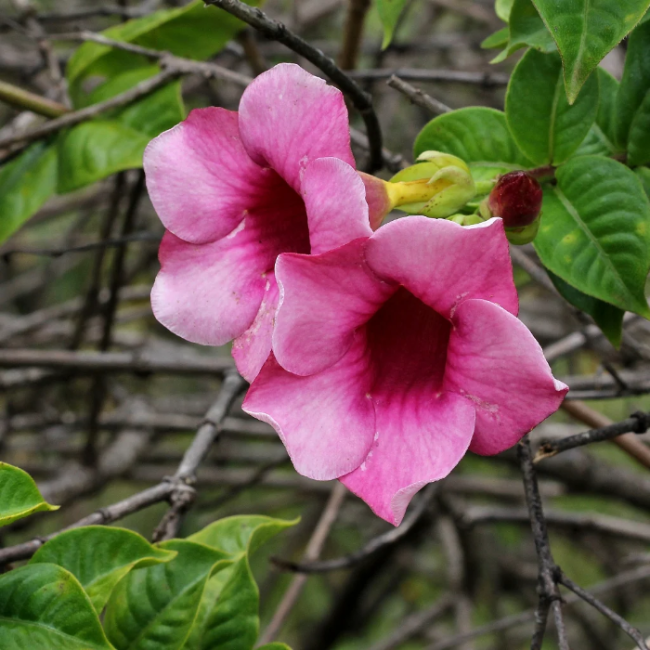 Blanchetii Allamanda Seeds