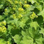 Green Mollis Alchemilla Seeds