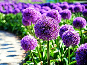 Giant Allium Seeds