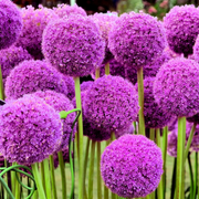 Giganteum Allium Seeds