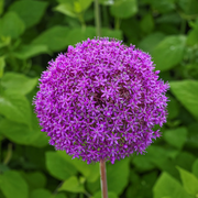 Giant Allium Globemaster Seeds