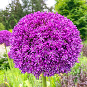 Giant Allium Globemaster Seeds