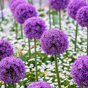 Giant Allium Globemaster Seeds