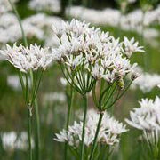 Ramosum Allium Seeds, Herbal