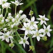 Ramosum Allium Seeds, Herbal