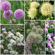 Allium Seeds - All In One For Home Gardens