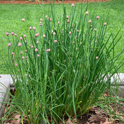 Allium Seeds - All In One For Home Gardens