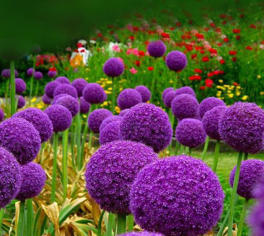 Giant Allium Seeds
