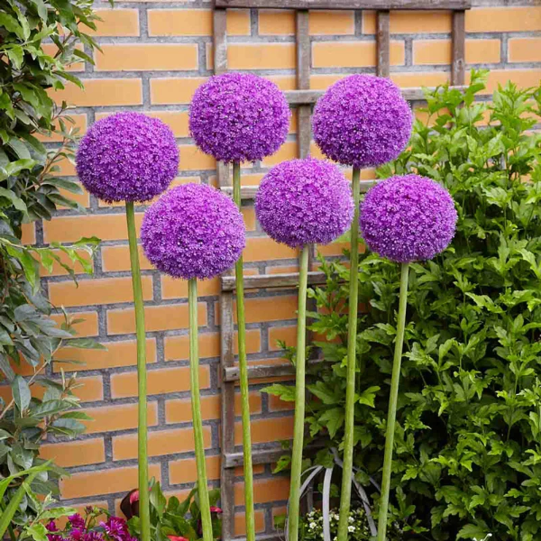 Giganteum Allium Seeds