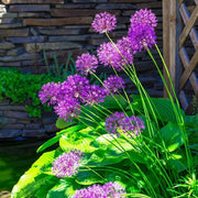 Allium Seeds – Allium spp.