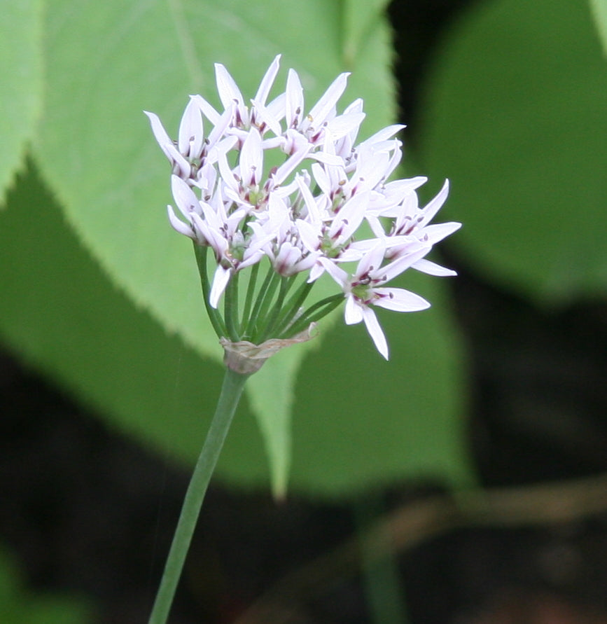 Ramosum Allium Seeds, Herbal