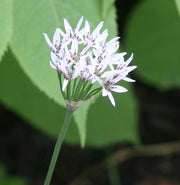 Ramosum Allium Seeds, Herbal