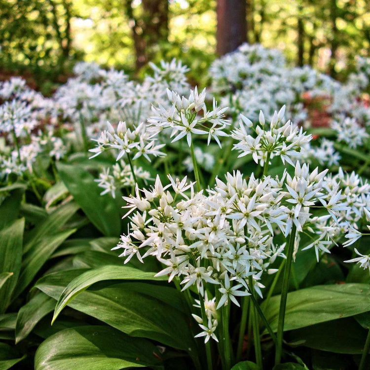 Wild Garlic Allium Ursinum Seeds