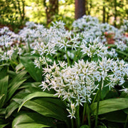Wild Garlic Allium Ursinum Seeds