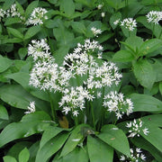 Wild Garlic Allium Ursinum Seeds