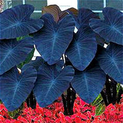 Heirloom Wildflower Alocasia Seeds