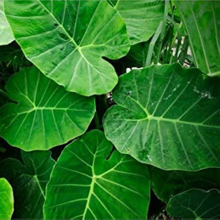 Heirloom Wildflower Alocasia Seeds