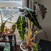 Heirloom Wildflower Alocasia Seeds