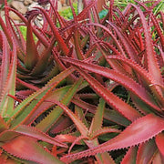 Green Red Aloe Seeds, Herbal