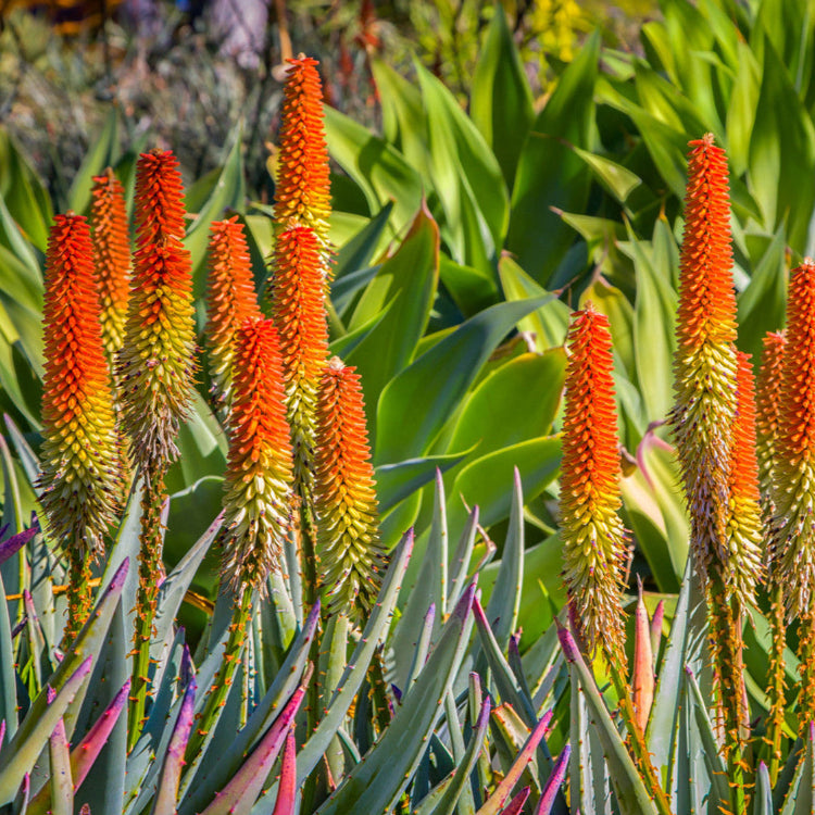 Aloe Ferox Seeds - Herbal Seeds