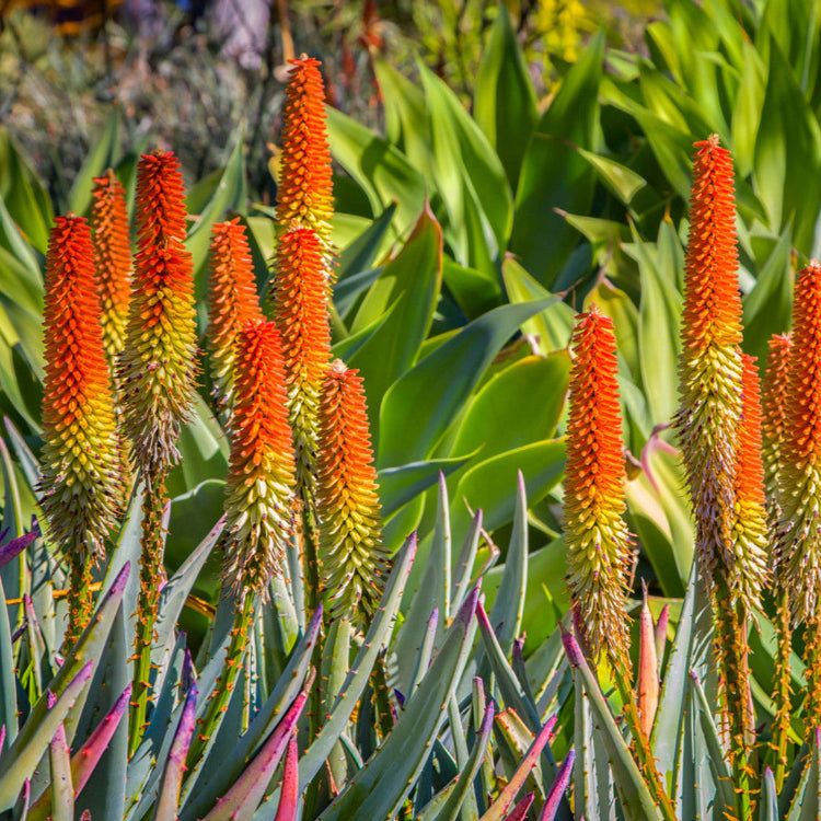 Aloe Ferox Seeds - Herbal Seeds