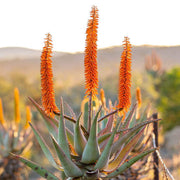 Aloe Ferox Seeds - Herbal Seeds