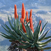 Aloe Ferox Seeds - Herbal Seeds