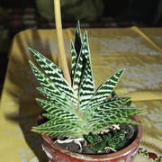 Green variegata Aloe Seeds, Herbal