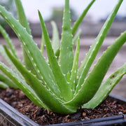 Aloe Seeds - All In One For Home Gardens