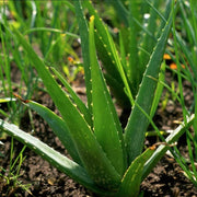 Aloe Seeds - All In One For Home Gardens