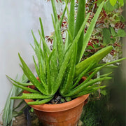 Aloe Seeds - All In One For Home Gardens