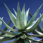 Aloe Seeds - All In One For Home Gardens