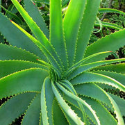Aloe Seeds - All In One For Home Gardens