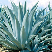 Blue Maguey Aloe Seeds, Herbal