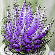 Dark Violet Aloe Seeds, Herbal