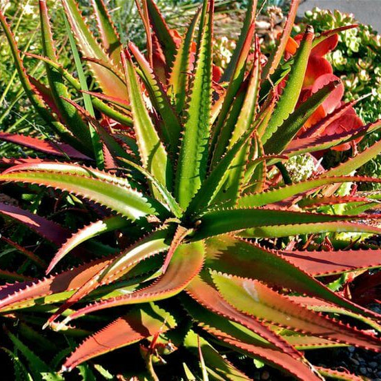 Green Red Aloe Seeds, Herbal