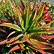 Green Red Aloe Seeds, Herbal